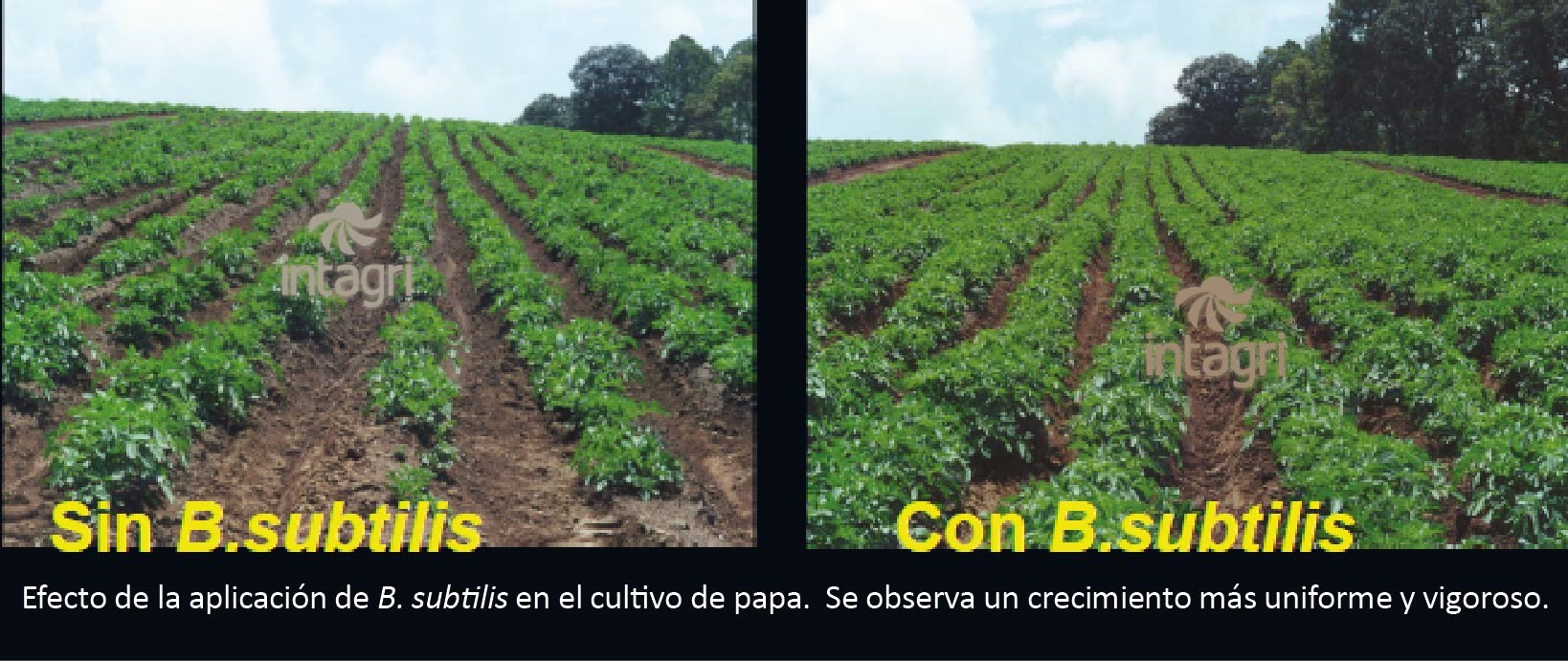 Bacterias Promotoras del Crecimiento Vegetal Intagri S.C.